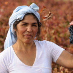 Wine Harvest, García Figuero Winery, La Horra, Burgos, Rivera del Duero, Spain