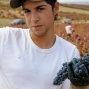 Wine Harvest, García Figuero Winery, La Horra, Burgos, Rivera del Duero, Spain